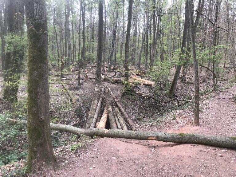 Baumfällarbeiten Ende April – Sperren des Panzergrabens